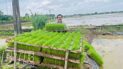 Hung Ha៖ ត្រូវ​សាប​ព្រោះ​ស្រូវ​រដូវ​រងា​ជា​បន្ទាន់