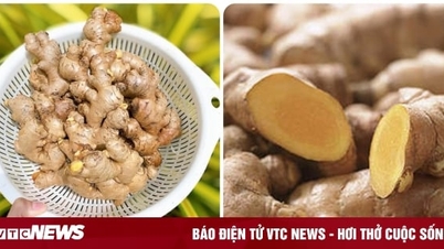 ឱសថព្យាបាលពីឫសខ្ញី