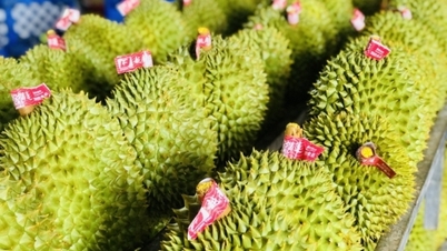ការ​នាំ​ចេញ​បន្លែ​និង​ផ្លែ​ឈើ​បាន​កត់ត្រា 'លោត' ក្នុង​មួយ​ទសវត្សរ៍​កន្លង​ទៅ