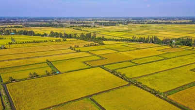 Gạo Việt Nam xuất khẩu rớt giá kỷ lục lần đầu tiên sau 2 năm