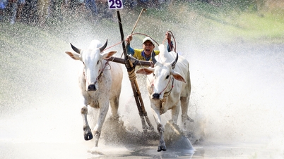 ការប្រណាំងគោភ្នំប្រាំពីរ