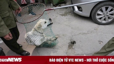 Hà Nội tiếp tục thúc giục lập đội bắt chó thả rông