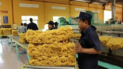 Nửa đầu năm 2023: Xuất khẩu cao su mang về 1,05 tỷ USD