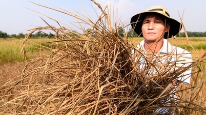 Mực nước sông Mekong tiếp tục thấp, miền Tây nguy cơ mất mùa nước nổi