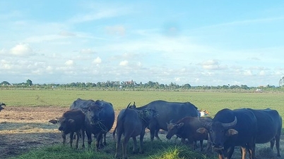 «គម្រោងមេហ្គា» ទំហំជាង៤០ហិកតា ក្លាយជាកន្លែងចិញ្ចឹមក្របី និងត្រី