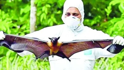 Ho Chi Minh vigila de cerca a los inmigrantes y previene de forma proactiva las enfermedades causadas por el virus Nipah