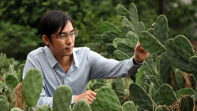 Un ingeniero de construcción "invierte" en plantas silvestres que crecen en la arena