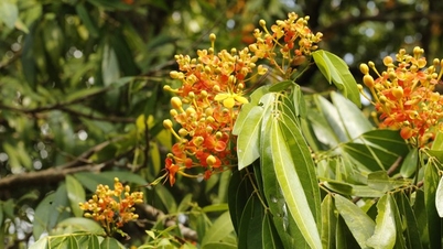Cuối xuân, hoa vàng anh nở rộ bên suối Tà Má