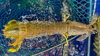 ក្តាមយក្ស និងបង្គា mantis ឡើងថ្លៃខ្លាំង