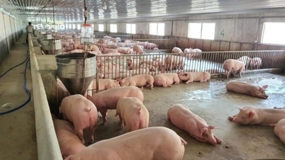 Giao dịch quanh mức 63.000 đồng/kg, tuần tới tăng, giảm trái chiều?