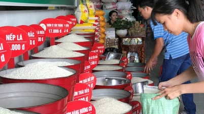 Đẩy mạnh sản xuất, kinh doanh, xuất khẩu lúa, gạo bền vững, minh bạch, hiệu quả