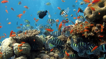 Enjoy the wonderful wonders of diving in Cu Lao Cham