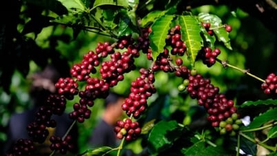 Giá nông sản ngày 23/9/2024: Hồ tiêu có thể vượt 160.000 đồng/kg