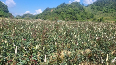 Khoanh diện tích trồng hoa hồng để bảo vệ nguồn nước