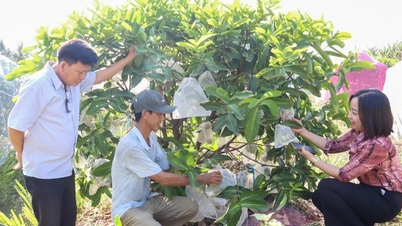 Ở Sóc Trăng, dân trồng mận xanh đường kiểu gì mà ra trái quá trời, hái 3.5 tấn, bán 80.000 đồng/kg