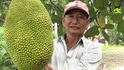 Từ chối hộ nghèo, lão nông miền Tây đổi đời nhờ trồng mít Thái, thanh nhãn