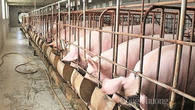 Giá heo hơi hôm nay ngày 26/6/2024: Cao nhất 68.000 đồng/kg