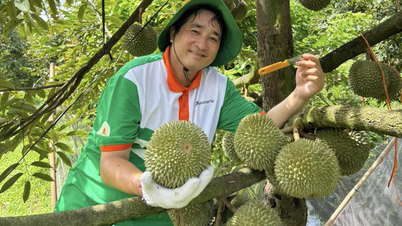 Trung Quốc có ‘siêu công thức’ sầu riêng, Việt Nam thần tốc đua với Thái Lan