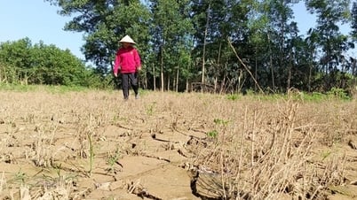 Bộ NNPTNT cử cán bộ đến từng hộ dân, cơ sở để hướng dẫn khôi phục sản xuất nông nghiệp