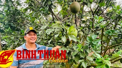 Rộn ràng mùa thu hoạch sầu riêng, bưởi da xanh