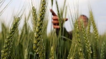 Ukraine sẽ xem xét để amoniac của Nga quá cảnh, muốn Moscow và LHQ đảm bảo một điều