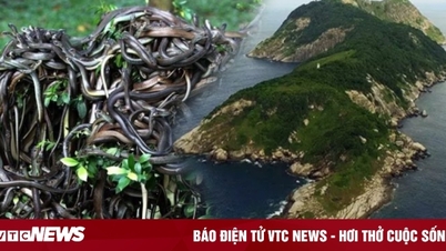 The island has hundreds of thousands of poisonous snakes, where humans dare not set foot