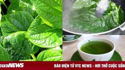 តើ​ជំងឺ​អ្វីខ្លះ​ដែល​អាច​ព្យាបាល​បាន​ដោយ​ការ​ទទួលទាន​ស្លឹក​ម្រុំ​?