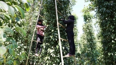 តម្លៃ​ម្រេច​បាន​ស្ទុះ​ងើប​ឡើង​វិញ។
