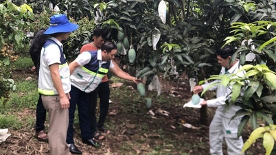 Trồng giống xoài to như bình nước bán sang Mỹ, Trung Quốc, một hợp tác xã ở Sơn La thu tiền tỷ mỗi năm