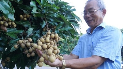 ស្រុកចូវថាញ់ (ដុងថាប) ទទួលស្គាល់ថា បំពេញតាមស្តង់ដារជនបទថ្មី។