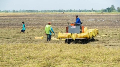 ស្រូវ​ឡើង​ថ្លៃ ប្រជាពលរដ្ឋ​ជួល​ដី​ដាំ​ដុះ​យក​ចំណេញ អ្នក​ផ្សេង​ខ្លាច​បាត់​លុយ