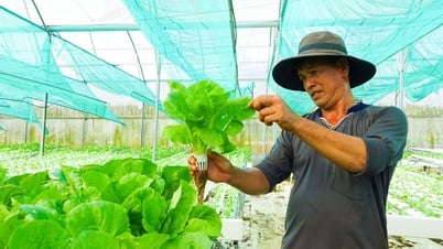 Chàng trai Phú Quốc trồng thủy canh rau càng cua, rau sam và rau cải, thu lợi lớn