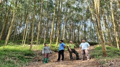 តំបន់ខ្ពង់រាបចែករំលែកបទពិសោធន៍ក្នុងវិស័យព្រៃឈើ និងការនាំចេញឈើ