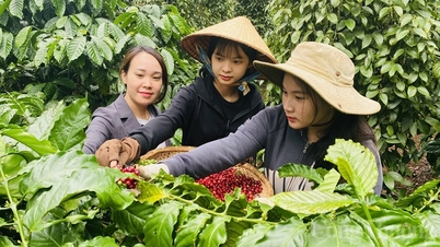 អ្នកជំនាញព្យាករណ៍ថាតម្លៃកាហ្វេនឹងកើនឡើងយ៉ាងខ្លាំង
