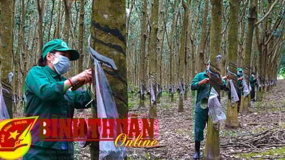 Thất thường giá mủ cao su