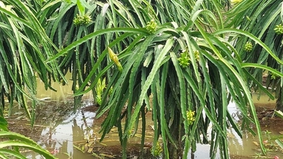 De fortes pluies ont duré plusieurs heures, la capitale du fruit du dragon de la province de Long An a été inondée.