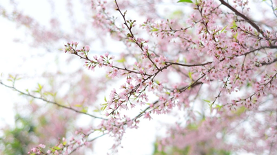 Cherry blossoms suddenly bloom in mid-April in Da Lat
