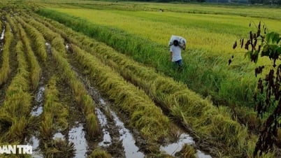 Những quy định về bồi thường khi Nhà nước thu hồi đất nông nghiệp