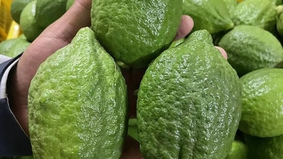 ក្រូចឆ្មា Guangdong 'ក្តៅខ្លួន' ក្នុងតម្លៃនៅប្រទេសវៀតណាម