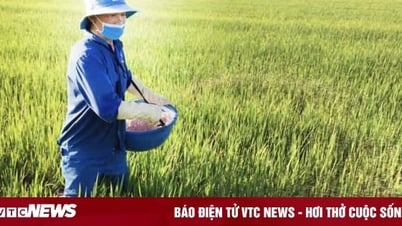 ការអនុវត្ត VAT 5%៖ មូលដ្ឋានសម្រាប់កាត់បន្ថយតម្លៃជី