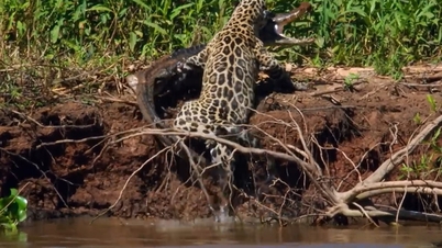 Jaguar bites through caiman's skull