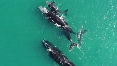 Baby whale steals milk from other female whales