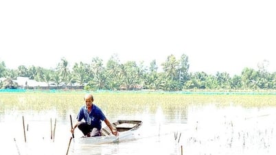Nước tràn đồng, dân Sóc Trăng nuôi cá đồng trong ruộng lúa kiểu gì mà hễ bắt lên là bán hết veo?