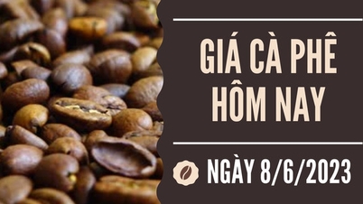 Tăng 800 đồng/kg lên sát ngưỡng 63.000 đồng/kg