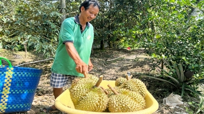 Malaysia xuất khẩu sầu riêng tươi sang Trung Quốc, vị thế của sầu riêng Việt Nam có bị ảnh hưởng?