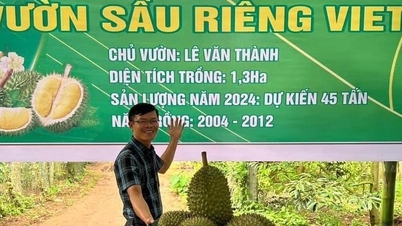 Winning durian, people in a district in Dak Lak bought more than 1,000 cars in two years