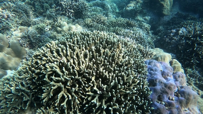 Many shortcomings when piloting scuba diving in Nha Trang Bay