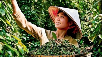 Giá nông sản ngày 31/3/2024: Giá cà phê trong nước tăng nhẹ, tiêu ổn đinh