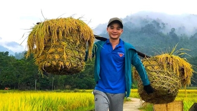 Lúa đông xuân chín vàng rực trên các cánh đồng ở Nghệ An, người dân phấn khởi vì năm nay lúa được mùa