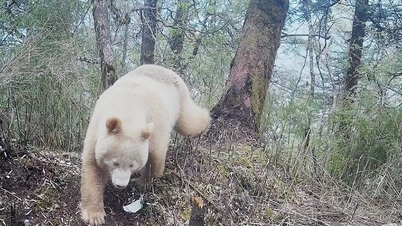 The world's only albino panda